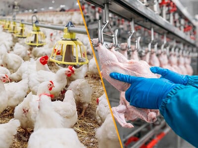 La avicultura es uno de los sectores que se beneficia con el Fondo Especial de Compensación de Intereses. FUENTE TAGAT Foodtech