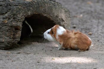 Organizaciones de protección animal indagan