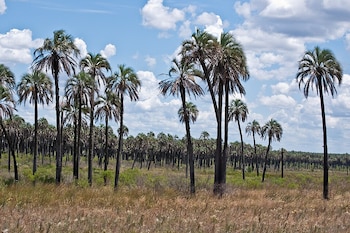 Paisaje con campo de pastizales secos en primer plano, arboledas de palmeras con troncos altos y copas verdes, y cielo azul con nubes blancas