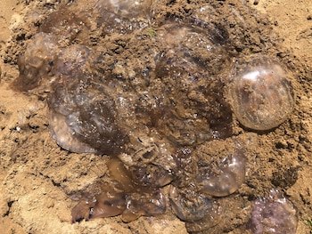 Aguavivas en Maldonado (Sebastián Cabrera)