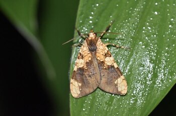 Esta nueva especie de mariposa