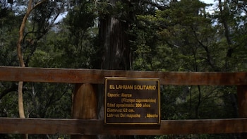 Reabrieron un emblemático sendero en el Parque Los Alerces tras el brutal incendio forestal que afectó al lugar