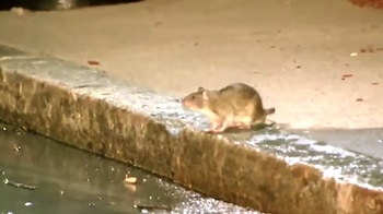 Una rata de pelaje pardo sobre el borde de una acera junto a un charco en una calle iluminada