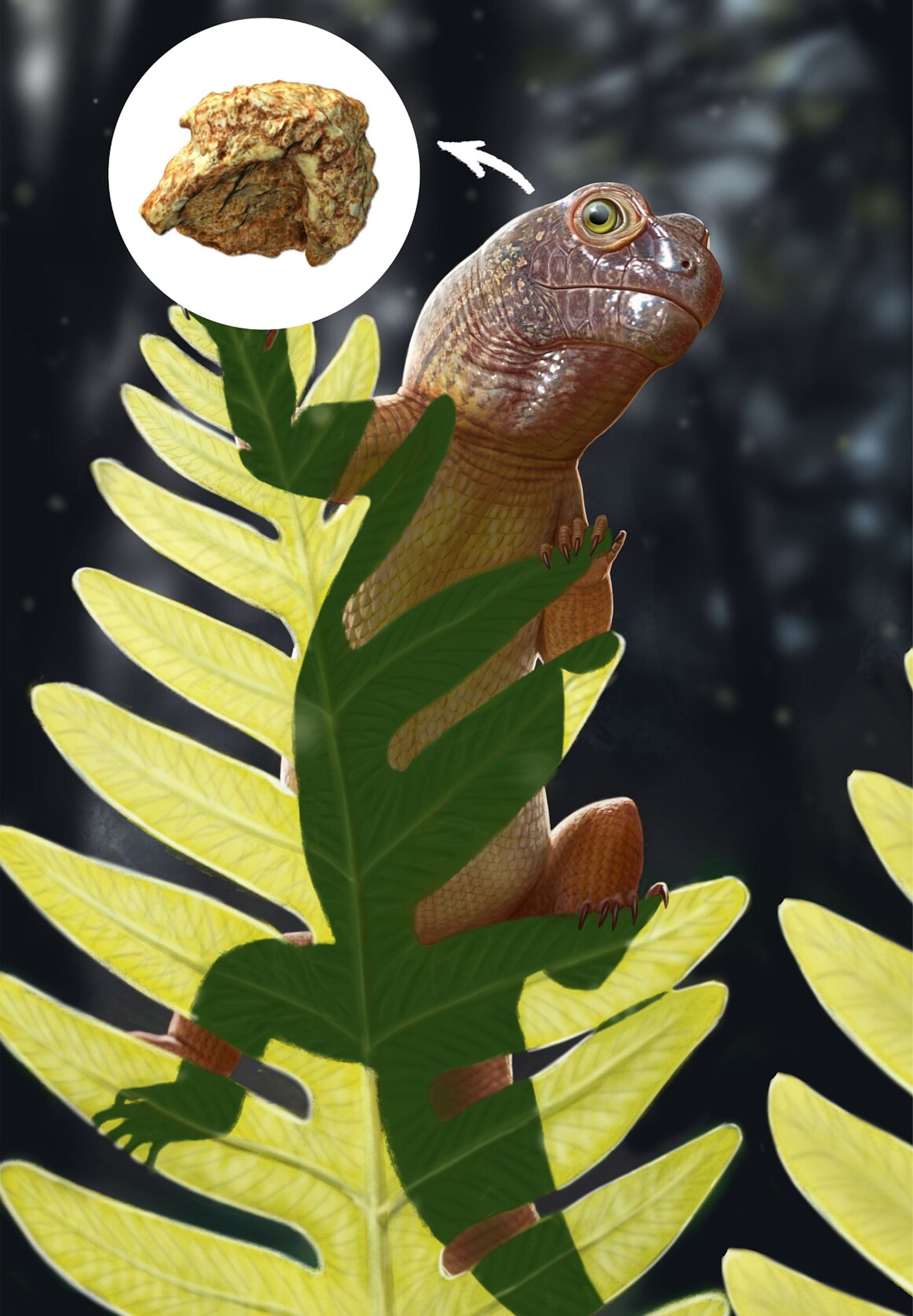 La investigación liderada por paleontólogos brasileños aporta datos desconocidos sobre antiguos ecosistemas sudamericanos y caracteriza por primera vez un tetrápodo diminuto que habitó la región antes de la aparición de los dinosaurios. (Fotografía de Caetano Soares Divulgación - National Geographic)