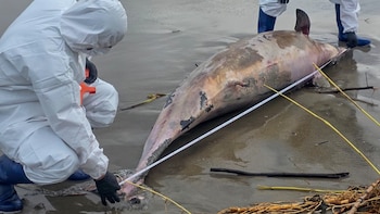 El caso fue atendido por