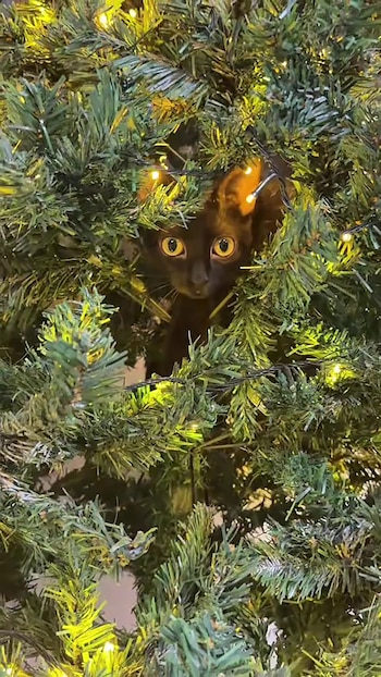 El video superó las 34