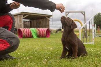 Adiestramiento canino (Benjamin Nolte/dpa)