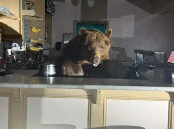 Un oso pardo de pie detrás de un mostrador de mármol en una heladería o cocina, mirando directamente hacia adelante con la lengua ligeramente fuera