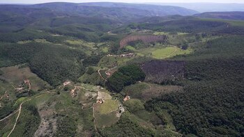 La deforestación en el Bosque Atlántico de Brasil aumentó 66% en 2021 respecto al año anterior, informó el miércoles una ONG, que advierte que este bioma costero enfrenta un "alto" riesgo.