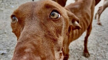Juzgan al acusado de maltratar a decenas de perros en una finca de Almería: "Había olor a muerte, a podrido"