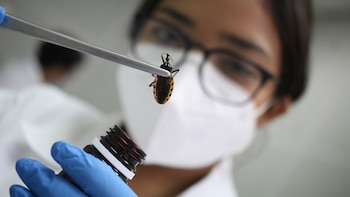 El Salvador confirma más de 300 casos de enfermedad de Chagas en 2026, alerta el Colegio Médico