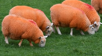 Ovejas pintadas de naranja. (YouTube: