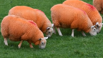 Un granjero pinta sus 800