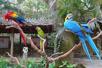 Guacamayas rojas, especie emblemática de la zona, sobrevuelan el parque arqueológico como parte de programas de conservación y reintroducción. (Foto: Cortesía)