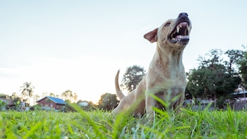 Un perro en actitud de