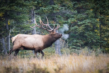 Alce macho de pelaje marrón y astas grandes camina en un campo de hierba seca, un bosque de coníferas al fondo, con vapor saliendo de su boca