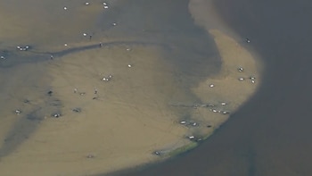 Los esfuerzos permitieron guiar a