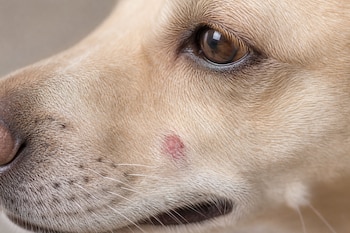 Primer plano de la cara de un perro beige con una marca roja en la piel cerca del ojo y del hocico.