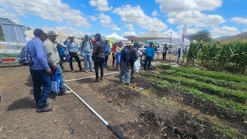 Grupo de personas observando cultivos de maíz y otras plantas verdes en un campo con suelo oscuro, bajo un cielo azul con nubes blancas. Hay carpas y tubos de irrigación