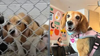 En la foto izquierda se