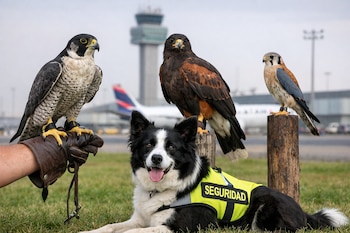 Tres aves rapaces, un perro blanco y negro con chaleco amarillo de seguridad, una mano con guante y postes de madera en el césped del aeropuerto.