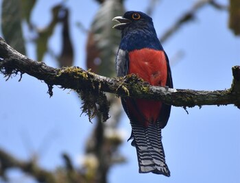 Entre las nuevas especies encontradas