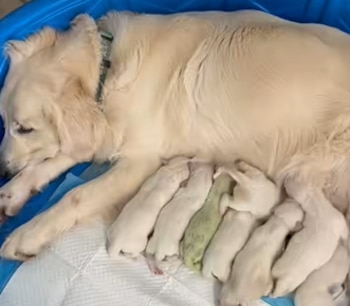 El color verde era temporal