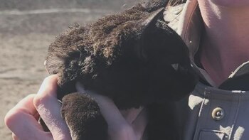 El valiente felino lideró el