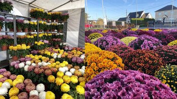 Flores en el establecimiento de