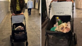 El canino tiene varios problemas