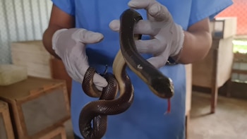 Ranas, boas y arañas por