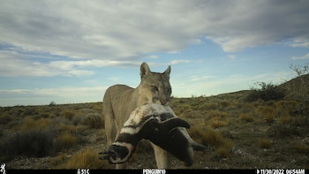 Los pumas comenzaron a cazar