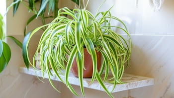 Chlorophytum comosum