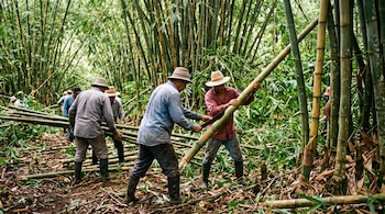 Hombres con sombrero de paja y botas cortan y cargan cañas de bambú en un bosque denso.