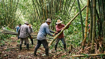 Avanza hoja de ruta para el desarrollo sostenible del bambú entre los productores panameños
