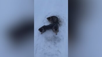 (Foto: Facebook @KendalDiwisch)