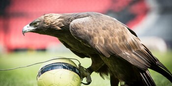 El Aguila celeste encima del