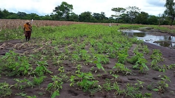 Hombre con sombrero y herramienta camina en campo agrícola de plantas verdes y tierra mojada. Fondo con cultivos secos, árboles y un charco de agua