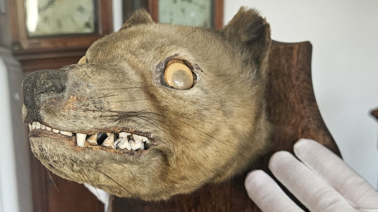 La cabeza de tigre de Tasmania subastada por 60.000 libras. (Auctioneum)