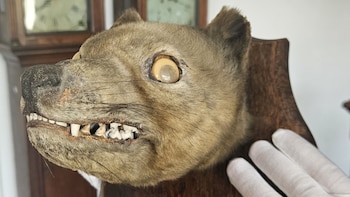 Compra por 50 libras una supuesta cabeza de zorro y se entera después de que en realidad pertenece a una especie ya extinta: se subastó por 60.000