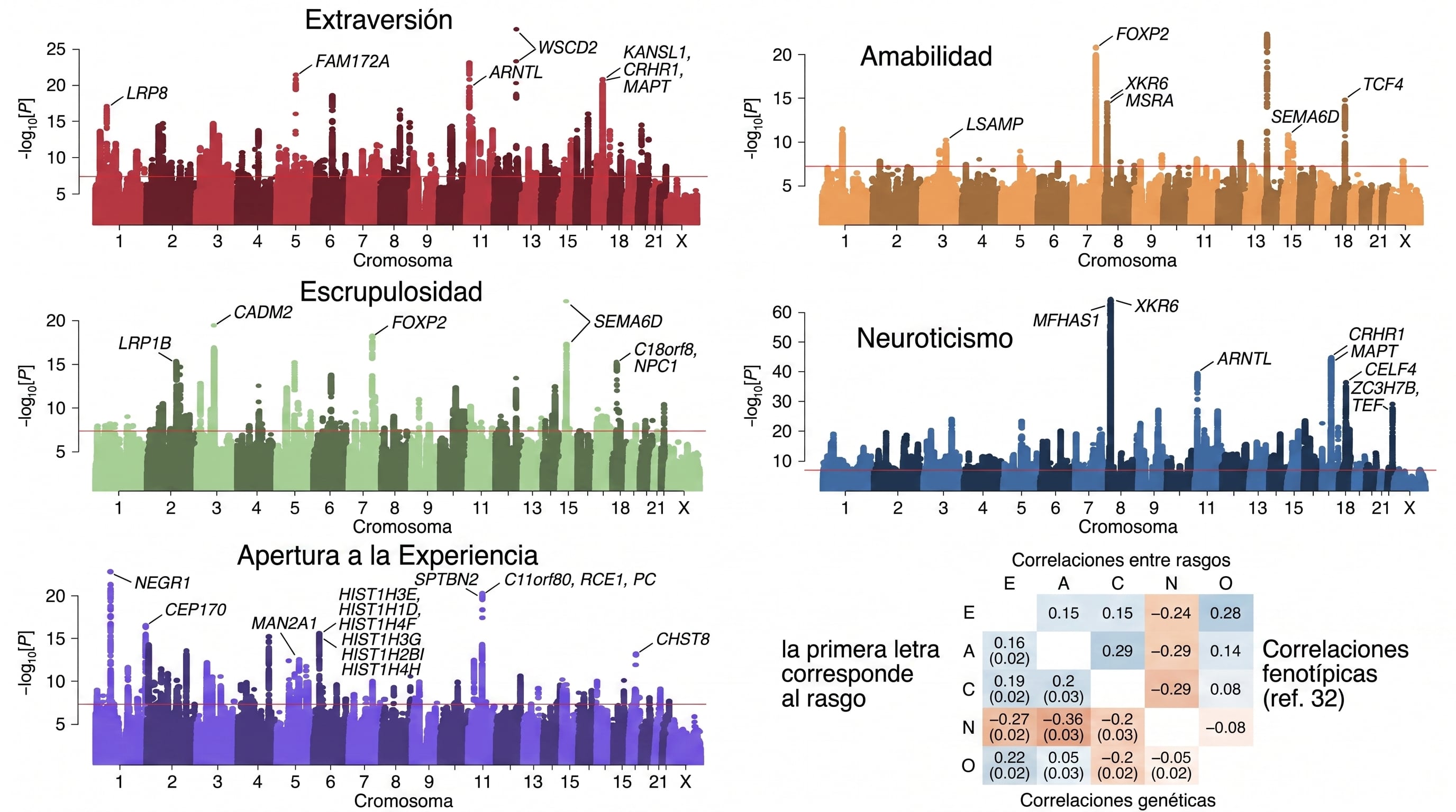 La investigación sobre genética y personalidad reunió 46 cohortes y se presentó como el mayor estudio de asociación del genoma completo realizado hasta ahora sobre los Cinco Grandes. (Imagen Ilustrativa Infobae)