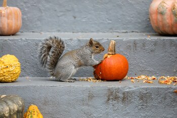 El Día Mundial de la