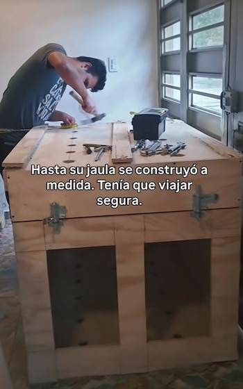 A história da jornada de Kimera se tornou viral por mostrar o protocolo que cães de grande porte devem seguir para entrar com segurança na Europa – crédito @astorcitoensuecia/tiktok