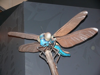 La anatomía de Meganeura, con