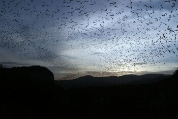 El excremento de murciélago, llamado