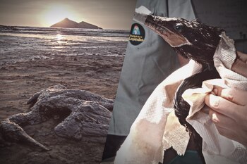 El desastre natural ha afectado