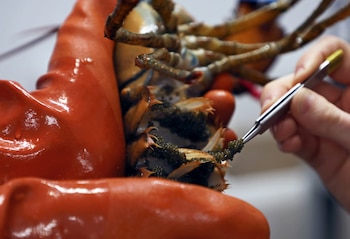 Un par de manos, una enguantada de naranja sosteniendo una langosta americana, y otra usando pinzas para manipular los pequeños huevos oscuros bajo su cola