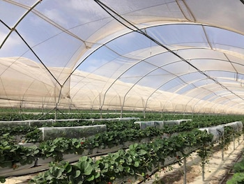 Uno de los campos en