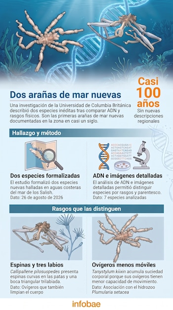 Infografía con dos ilustraciones de arañas de mar, una cadena de ADN, un mapa, un microscopio y bloques de texto explicativo.