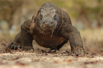 Fotografía en plano frontal de un dragón de Komodo que camina sobre la tierra seca